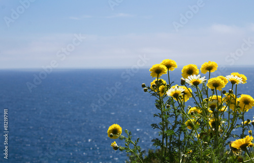 Yellow flowers against the backdrop of the sea on a summer day. Spain. photo