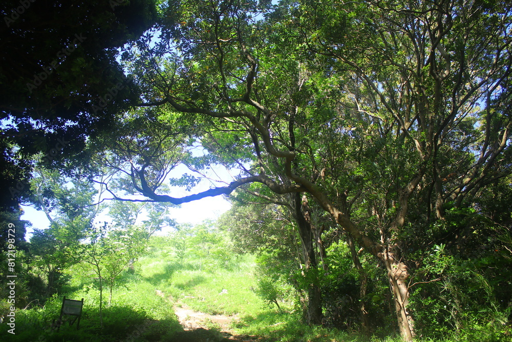 Fototapeta premium 仙元山