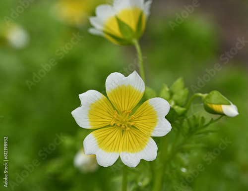 Beautiful close-up of a limnanthes douglasii flower, subspecies douglasii photo