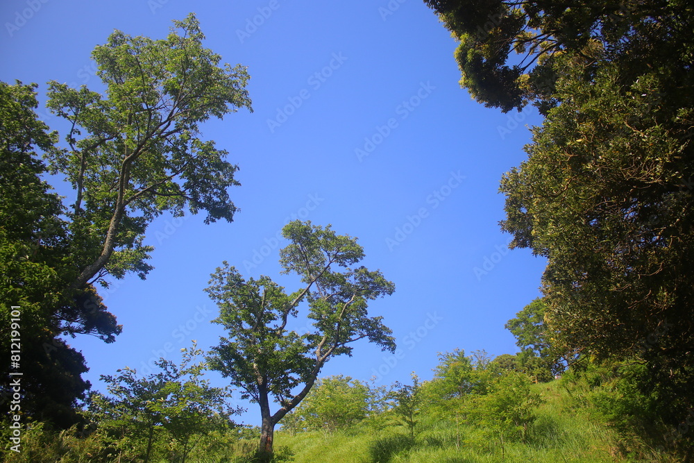 Fototapeta premium 仙元山