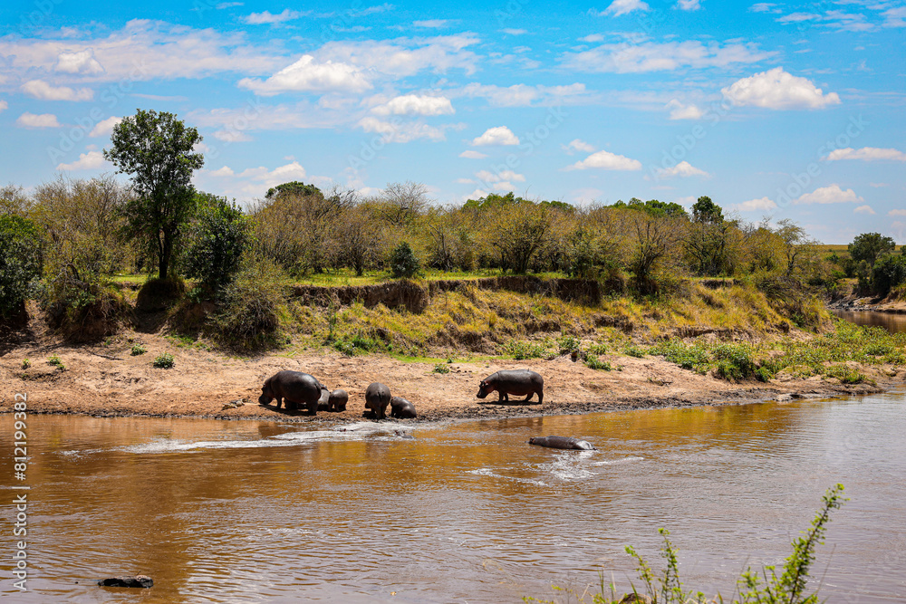 The Masai Mara River with lounging hippos, Kenya, natural reserve, safari The Masai Mara River with lounging hippos, Kenya, natural reserve, safari