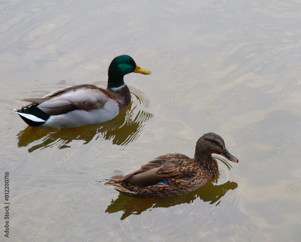 Obraz premium duck on the water