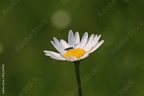 Weiblicher Glänzender Blütenprachtkäfer (Anthaxia nitidula) auf Margerite