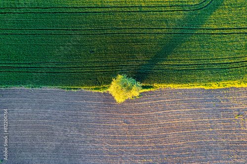 The only tree in the middle of the cultivated area and the uncultivated area. Farming concept. wetland and waterless area.