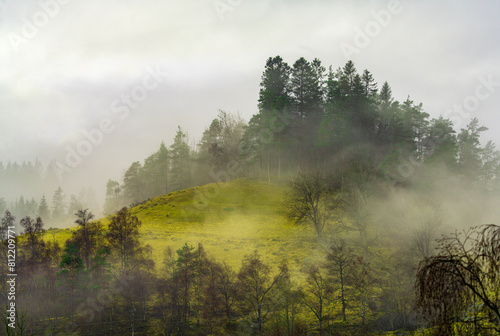 A misty forest with trees covered in fog