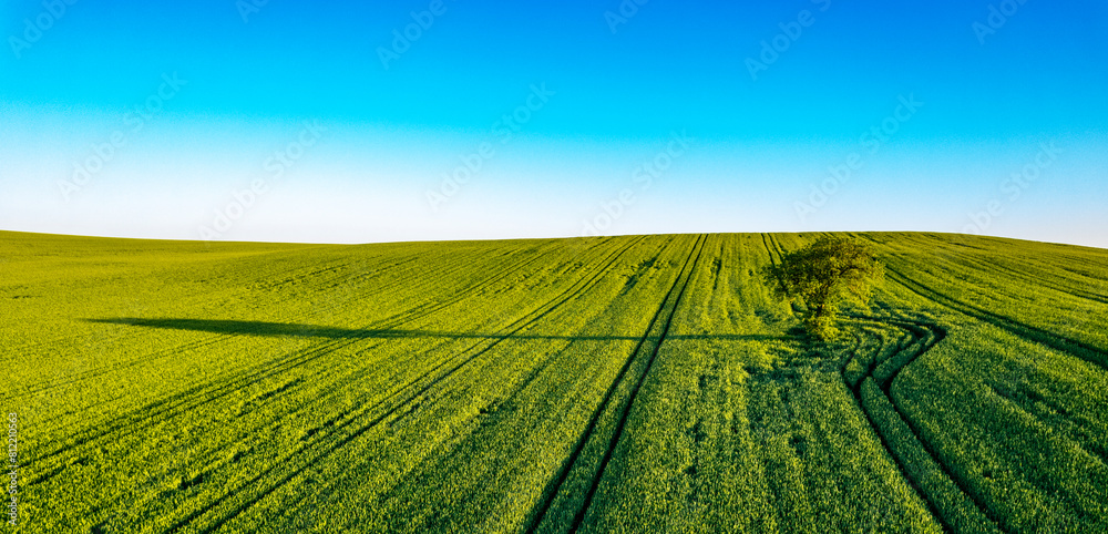 Fototapeta premium Lonely tree in nature. Tree in green fields wheat with blue sky. magnificent view of the tree and its shadow. Aerial drone shot.