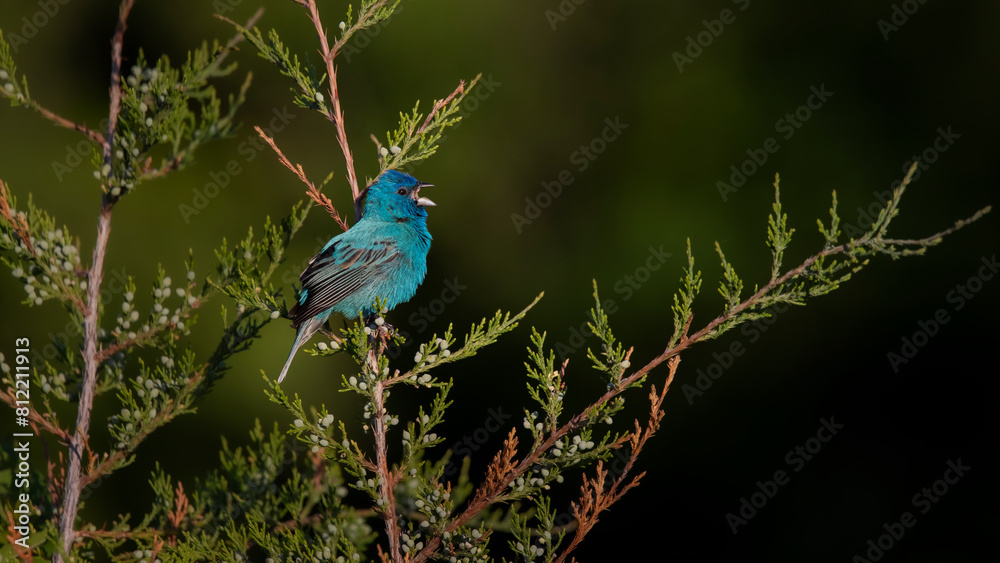 Fototapeta premium Indigo bunting on cedar tree