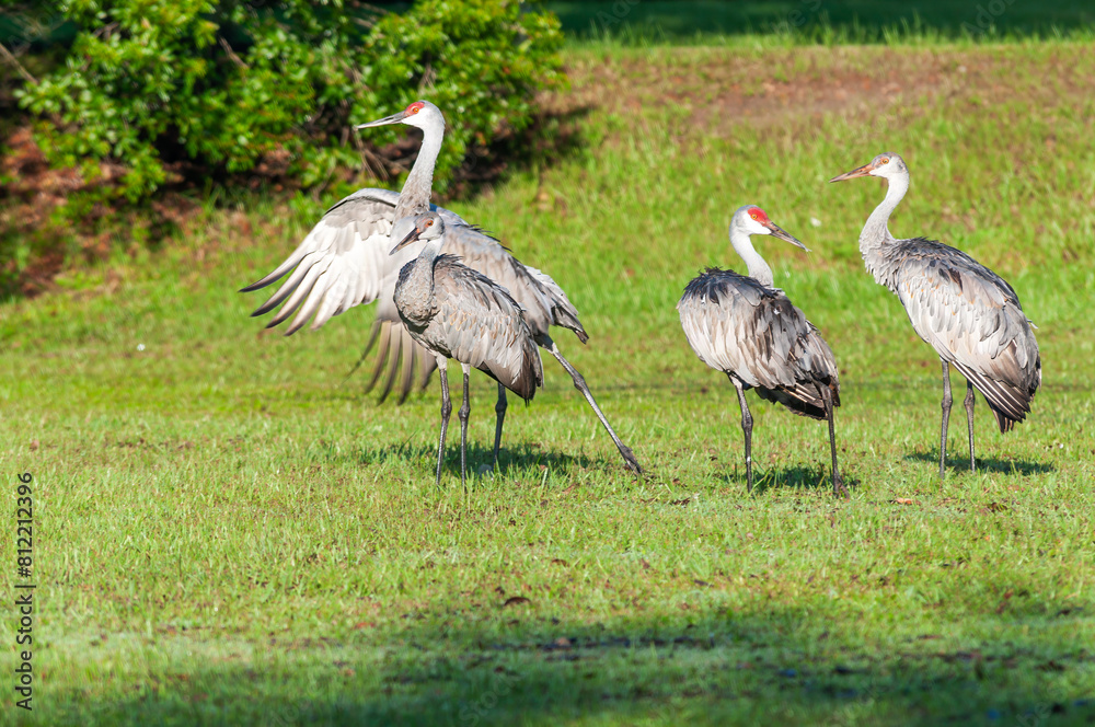 Obraz premium Sandhill Crane Family in the Wild, Gainesville, Florida