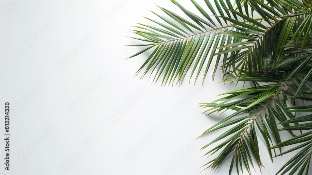 minimalistic concept: Palm tree branch with a shade on a white background. Copy space