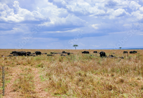 A grazing herd of buffaloes in the Masai Mara National Reserve, Kenya