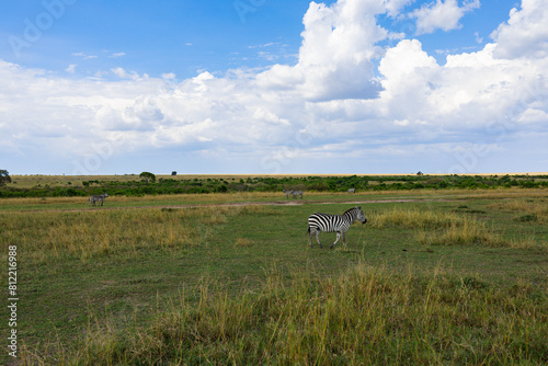 a zebras grazing on the savanna, Location: Kenya, Masai Mara, national park