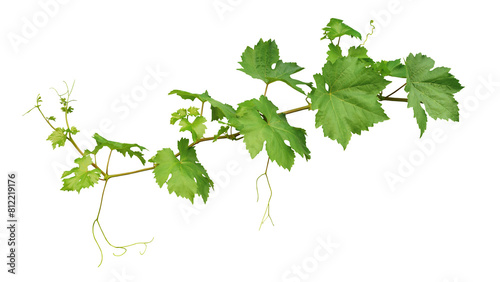 Grape leaves vine plant branch with tendrils in vineyard