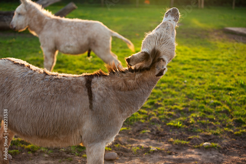 Two donkeys on a farm by sunset with one hee -hawing into the sky otherwise known as or' braying'  photo