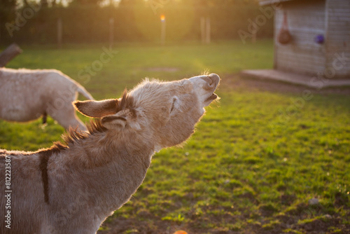 Two donkeys on a farm by sunset with one hee -hawing into the sky otherwise known as or' braying'  photo