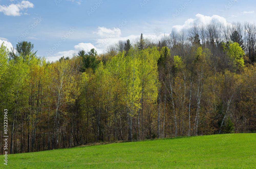Fototapeta premium Aspen and Birch trees in the Spring