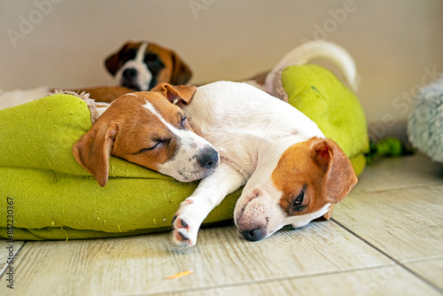 beautiful Jack Russell terrier puppies sleep on their bed in the house. care and grooming of puppies photo