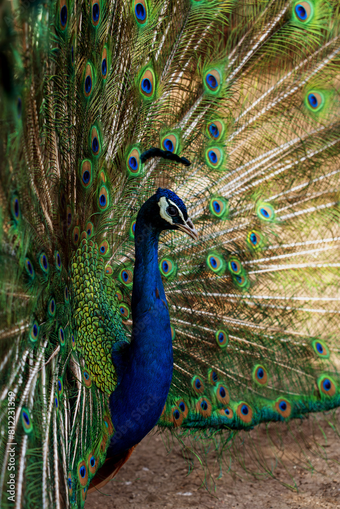 Naklejka premium peacock with feathers