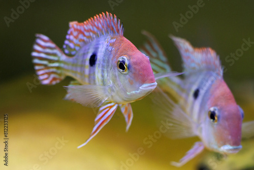 Red Head Tapajos freshwater fish - Geophagus sp. photo