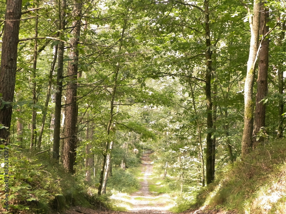 Obraz premium Path in green forest. Summer forest landscape.