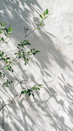 plant with shadow on a white wall.