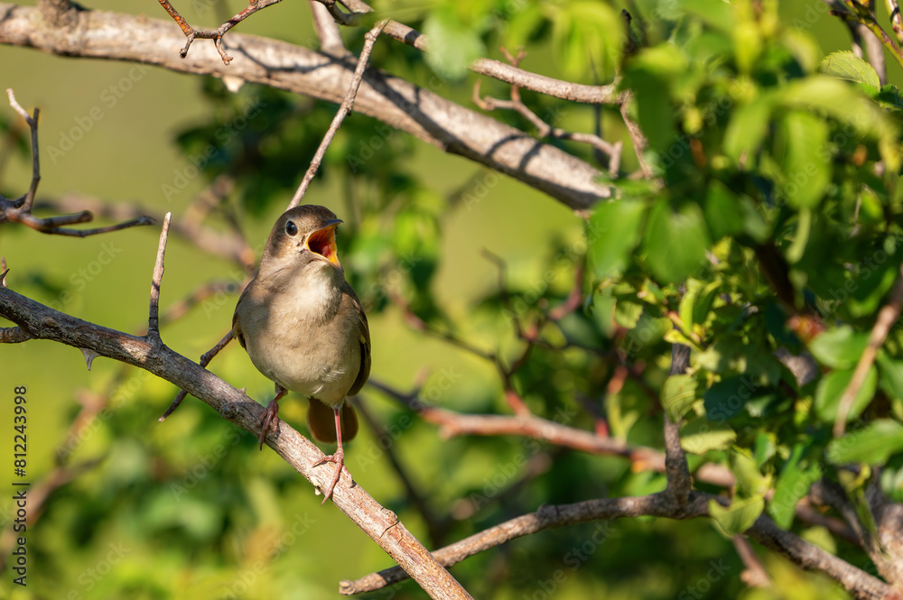 Obraz premium Common nightingale Luscinia megarhynchos singing