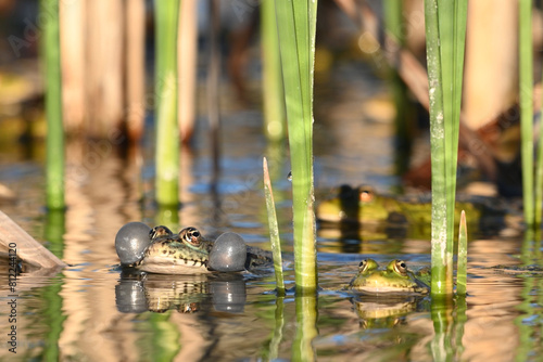 Green Marsh Frog Pelophylax ridibundus croaking on a beautiful light