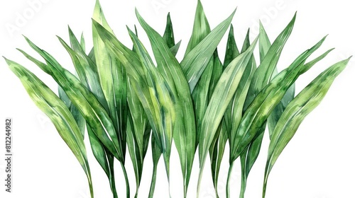 Lush Green Pandan Leaves Watercolor Against Clean White Background