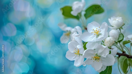 Amazing apple blossom stock photo