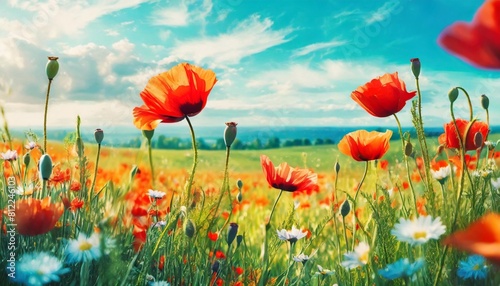 a cheerful natural landscape with copy space close up banner with field of spring summer poppy flowers panoramic flat illustration of meadow with wildflowers on background of blue sky and clouds