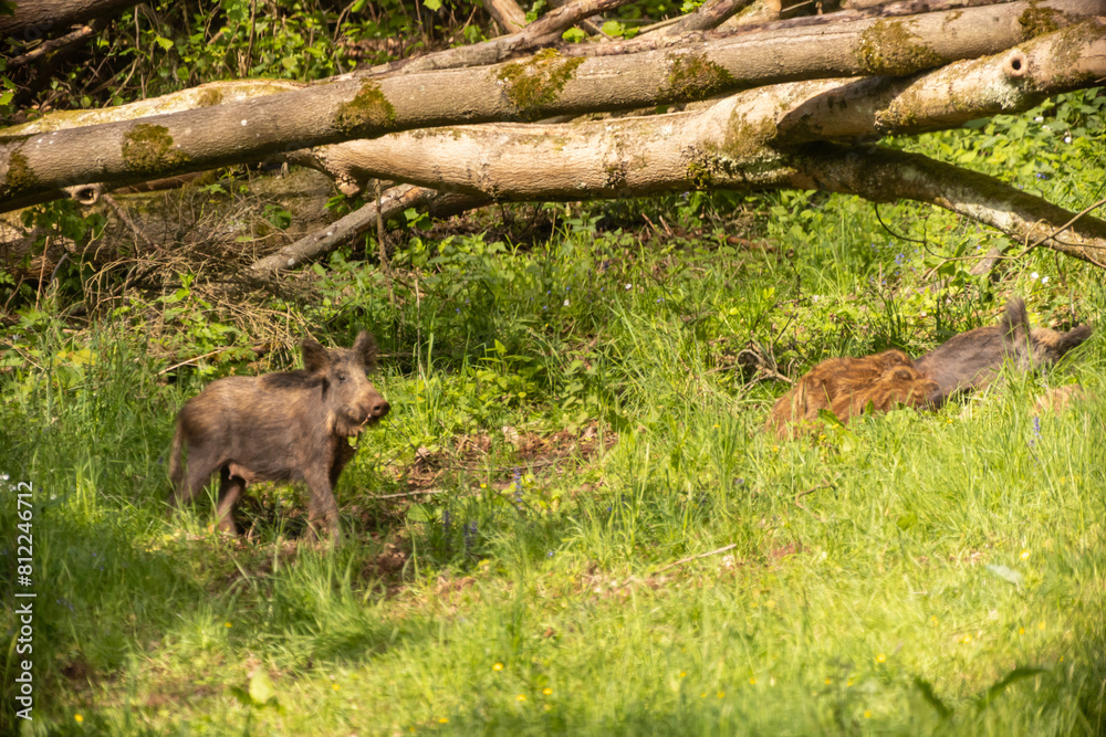 Bache mit Frischlingen in der Wiese Bache mit Frischlingen in der Wiese