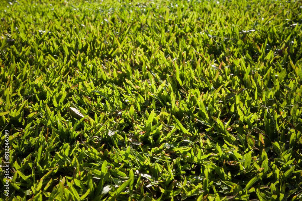 Green grass fresh garden and sunlight natural background Green grass fresh garden and sunlight natural background
