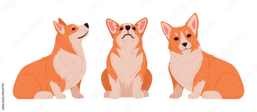 Fototapeta premium Sitting corgi. Cute purebred corgi pets in sitting pose, domestic pedigree puppies flat vector illustration set. Cartoon happy corgi dogs