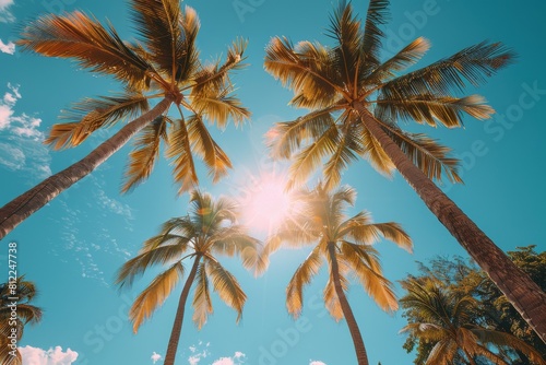 Sunlight bursts through the leaves of palm trees  bringing to life the vividness of a tropical paradise