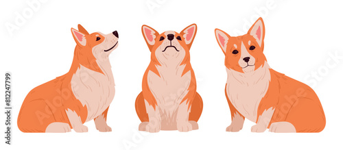 Sitting corgi. Cute purebred corgi pets in sitting pose, domestic pedigree puppies flat vector illustration set. Cartoon happy corgi dogs