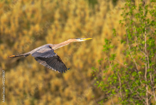 Closeup of a great blue heron in summer.