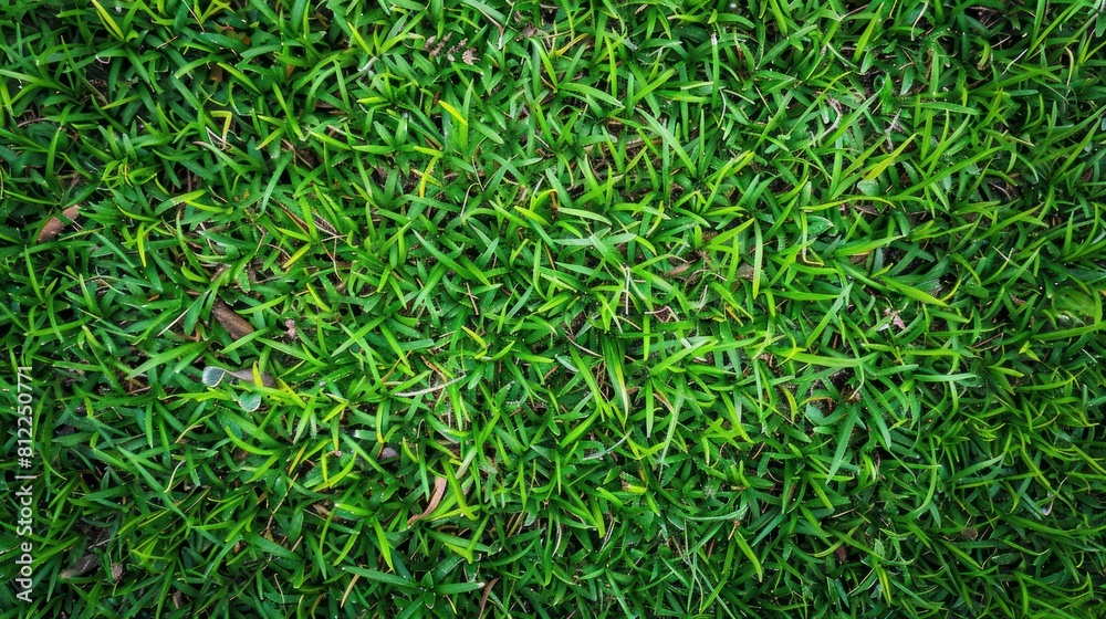 lush green grass grass backdrop lush green grass grass backdrop
