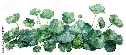 Watercolor Style of Thai Pennywort Leaves Isolated on White Background photo