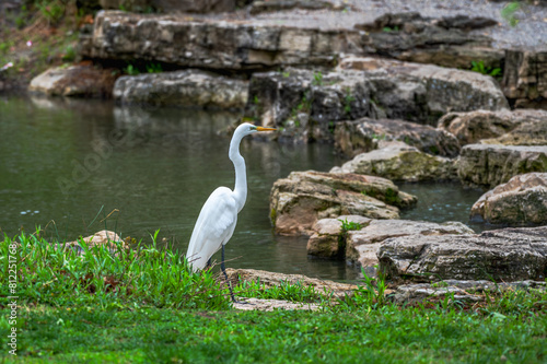 White heron  or great egret  in summer.