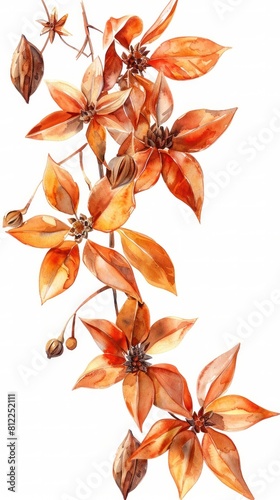 Vibrant Watercolor Thai Star Anise Floral Drawing on White Background