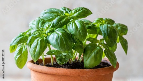 isolated of basil potted in terracotta plant pot front view