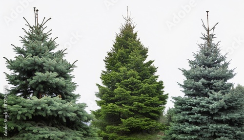 christmas tree on white background with clipping path © Makayla