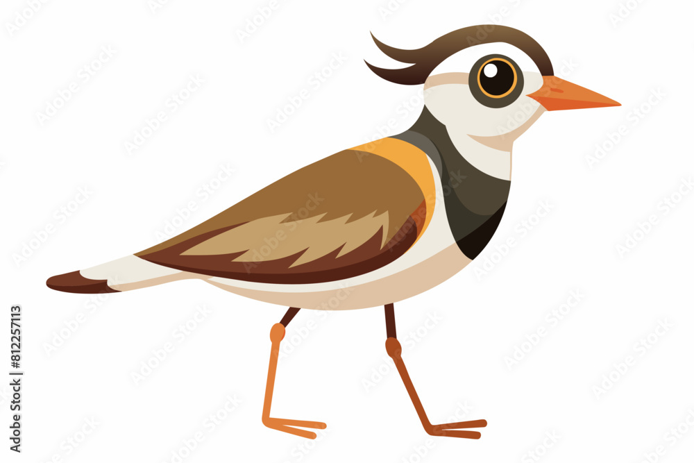 lapwing bird vector illustration lapwing bird vector illustration