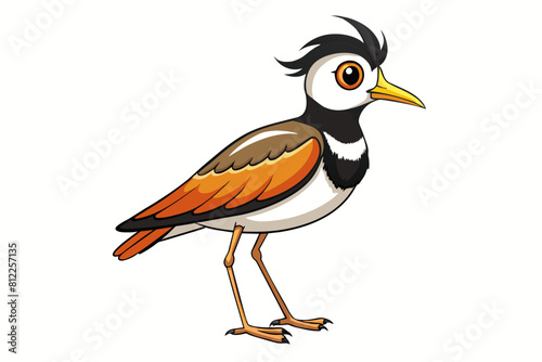 lapwing bird vector illustration