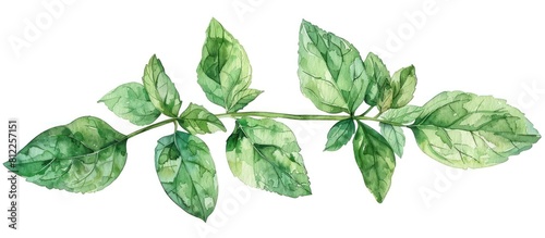 Watercolor Style Drawing of Thai Vietnamese Spearmint Herb on White Background © Sittichok