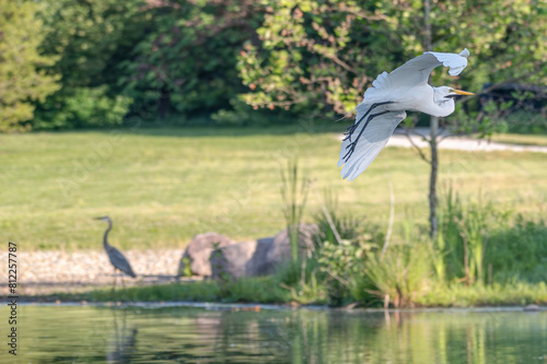 Great egret  or white heron  in flight in summer.