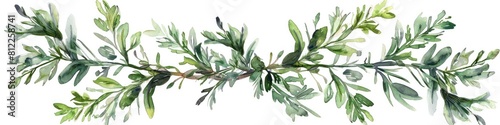 Watercolor Drawing of Thai Vietnamese Wormwood Plant Isolated on White Background