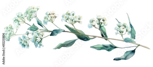 Delicate Watercolor of Thai Vietnamese Yarrow Flower on White Background photo