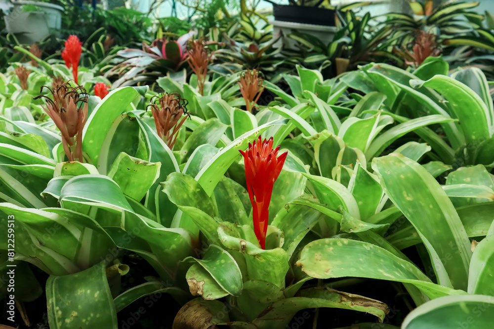 Obraz premium Indoor plant, Bright bromeliad, Billbergia pyramidalis plant with flower