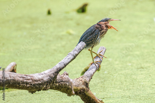 Closeup of a green heron in summer.