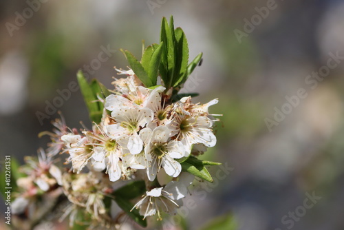 Sweden. Prunus spinosa, called blackthorn or sloe, is a species of flowering plant in the rose family Rosaceae. The species is native to Europe, western Asia, and regionally in northwest Africa. 